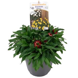 Afbeelding van EJ Bracteantha P19 Dark Red